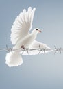 White dove bird in flight with piece of barbed wire Royalty Free Stock Photo