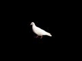 White dove bird isolated on a black background Royalty Free Stock Photo