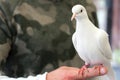 White dove bird Pigeon stands on men`s hand