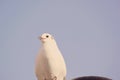 White Dove bird posing the camera. closeup dove bird. Royalty Free Stock Photo