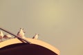 White Dove birds sitting on the roof of the building posing the camera. Royalty Free Stock Photo