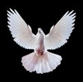 White dove on black Royalty Free Stock Photo