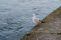 A white dove with a black tail sits on the bank of the river. Royalty Free Stock Photo