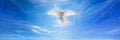 White dove in blue skies Royalty Free Stock Photo