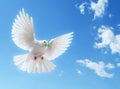 White dove in blue sky Royalty Free Stock Photo