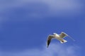 White dove blue sky Royalty Free Stock Photo