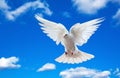 White dove in blue sky Royalty Free Stock Photo