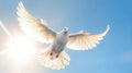 A white dove in the blue sky air with wings wide open in front of the sun. Freedom concept and international day of peace. Royalty Free Stock Photo