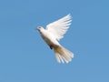 White dove on blue sky. Eurasian collared dove, rare albino specimen in flight