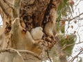 White  dove on branch Isolated Royalty Free Stock Photo