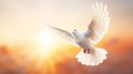 A white dove, White dove on bright light shines from heaven background. Love and peace descends from sky Royalty Free Stock Photo