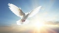 A white dove, White dove on bright light shines from heaven background. Love and peace descends from sky Royalty Free Stock Photo