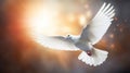 A white dove, White dove on bright light shines from heaven background. Love and peace descends from sky Royalty Free Stock Photo