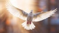 A white dove on bright light shines from heaven background. Symbol of love and peace descends from sky. Generative Ai Royalty Free Stock Photo