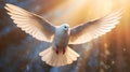 A white dove on bright light shines from heaven background. Symbol of love and peace descends from sky. Generative Ai Royalty Free Stock Photo