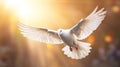 A white dove on bright light shines from heaven background. Symbol of love and peace descends from sky. Generative Ai Royalty Free Stock Photo