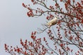 White Dove on Budding Branch. Royalty Free Stock Photo