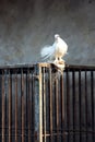 White Dove and Cage