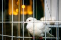 White dove in a cage Royalty Free Stock Photo