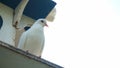 White dove in a cage, wildlife Royalty Free Stock Photo