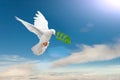 White Dove Royalty Free Stock Photo