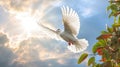 A white dove carrying leaf branch on blue sky air with clouds and sunbeams. Freedom concept and international day of peace. Royalty Free Stock Photo