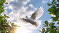 A white dove carrying leaf branch on blue sky air with clouds and sunbeams. Freedom concept and international day of peace. Royalty Free Stock Photo