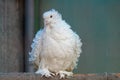 White dove with curly feathers on a wooden background Royalty Free Stock Photo