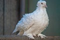 White dove with curly feathers on a wooden background