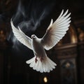 White dove in a dark room evokes a spiritual ambiance