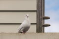 White dove at dovecote Royalty Free Stock Photo