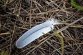 White dove feather in hay Royalty Free Stock Photo