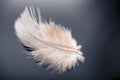 White dove feather Royalty Free Stock Photo