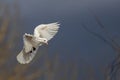 White dove flies against a gloomy sky Royalty Free Stock Photo
