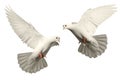 White dove flies