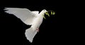 white dove flies with an olive branch in its beak isolate on black