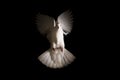 White dove flies out of the darkness into the light