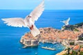 White dove flies over the beautiful historic city of Dubrovnik, Croatia Royalty Free Stock Photo