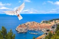 White dove flies over the beautiful historic city of Dubrovnik, Croatia Royalty Free Stock Photo