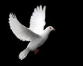 White Dove in Flight 1 Royalty Free Stock Photo