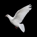 White Dove in Flight 11 Royalty Free Stock Photo