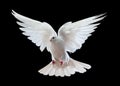 White dove in flight Royalty Free Stock Photo
