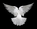 White Dove in Flight 2 Royalty Free Stock Photo