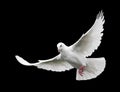 White Dove in Flight 6 Royalty Free Stock Photo