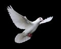 Biely holubica v rokov 7 