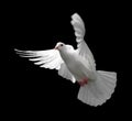 White Dove in Flight 9