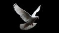 A white dove in flight against a black background Royalty Free Stock Photo