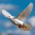 White dove in flight against a blue sky background. Royalty Free Stock Photo