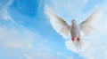 White dove in flight against clear blue sky with outstretched wings Royalty Free Stock Photo