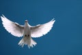 White Dove in Flight Blue Sky